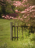 Garden Fence