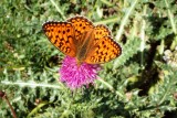 Butterfly on thistle