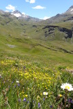 Alpine meadows