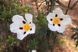 Laudanum flowers