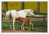 Bakodpuszta Equestrian Center