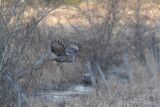 Great Grey Owl / Strix nebulosa / Lappuggla