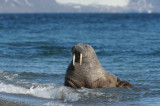 Walrus/ Odobenus rosmarus/ Valross