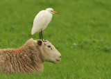 Cattle Egret