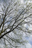 Day116_Spring_tree.jpg