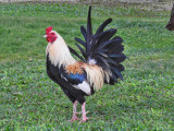 A beautiful Gamecock roams free on Kauai