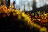 Haircap moss spec. <BR>(Polytrichum spec.)