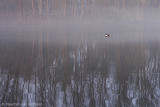 Northern shoveler <BR>(Anas clypeata)