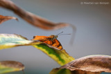 Julia longwing butterfly <BR>(Dryas iulia)
