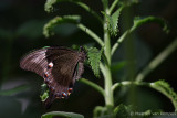 Emerald swallowtail <BR>(Papilio palinurus)