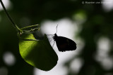 Mylotes cattleheart <BR>(Parides eurimedes)