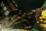 Malachite <BR>(Siproeta stelenes)