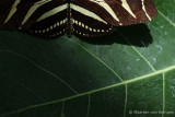 Zebra longwing butterfly <BR>(Heliconius charithonia)