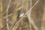 Gobemoucheron gris-bleu - Blue-gray Gnatcatcher
