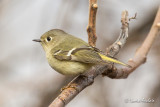 Roitelet à couronne rubis - Ruby-crowned Kinglet