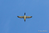 Plongeon huard - Common Loon