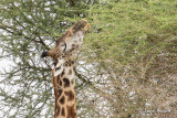 Girafe masaï