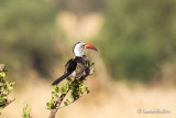 Calao à bec rouge - Red-billed Hornbill