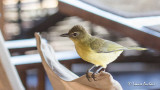 Bulbul  poitrine jaune - Yellow-bellied Greenbul