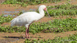 Spatule dAfrique - African Spoonbill