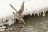 Canard pilet - Northern Pintail