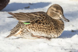 Sarcelle dhiver - Green-winged Teal