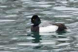 Petit fuligule Lesser Scaup