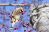 Jaseur d'Amérique - Cedar Waxwing