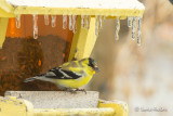 Chardonneret jaune