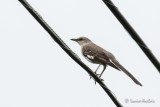 Moqueur polyglotte - Northern Mockingbird
