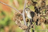 Bruant des marais immature- Swamp Sparrow