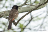 Bulbul  ventre rouge