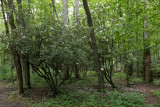lx100__7140667.jpg