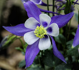 Hybrid Columbine