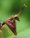 Climaciella brunnea - head