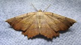 Euchlaena muzaria - 6725