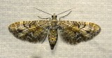 Eupithecia anticaria - 7594 B