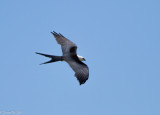 Swallowtail Kite on the Wing