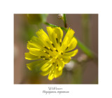 Wildflower with feet and five toes