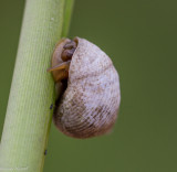 Periwinkle Snail