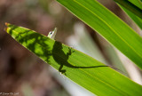 Anole in Hiding