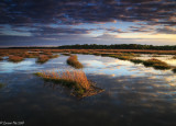 Winter Marsh