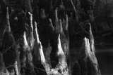 Swamp Cypress Knees