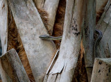 Yellow Rat Snake in the Palm Tree