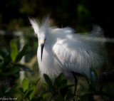 Snowy Egret 