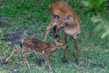 Mother_and_Fawn