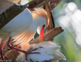 Love Nest in the Palm Tree