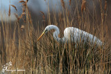 Airone bianco maggiore , Great egret