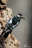 Picchio rosso maggiore ,Great spotted woodpecker