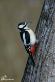 Picchio rosso maggiore ,Great spotted woodpecker